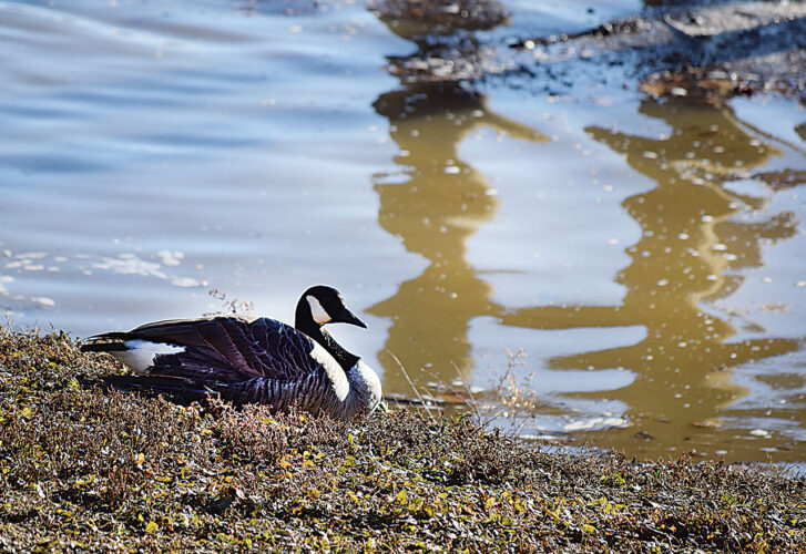 Picture This: River Watcher